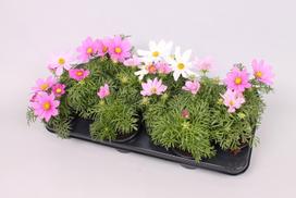 Lauko augalas kosmėja, Ø 10,5, 25 cm, lot. Cosmos