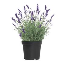 Lauko augalas levanda, daugiametis, Ø 17, 35 cm, lot. Lavandula ang. Hidcote