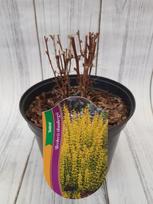 Dekoratyvinis krūmas, raugerškis tunbergo "Sunbeam", vazonas 2 l.