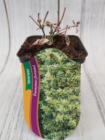 Dekoratyvinis krūmas, fortūno ožekšnis "Emerald Gaiety", vazonėlio skersmuo 9 cm.