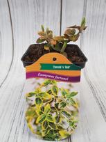 Dekoratyvinis krūmas, fortūno ožekšnis "Emerald's Gold", vazonėlio skersmuo 9 cm.