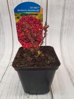 Dekoratyvinis krūmas, raugerškis tunbergo "Deep Purple", vazonėlio skersmuo 9 cm.