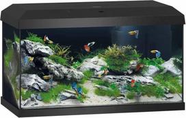 Juwel - Aquarium starter Primo 60 Black 2.0  LED 61x31x37cm - 60ltr