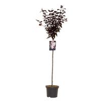 Medis slyva NIGRA, ø23 cm, 80 - 100 cm