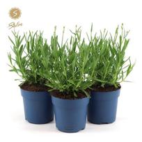 Daugiametė gėlė, levanda "Felice", vazonėlio skersmuo 11 cm.