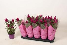 Vienmetė gėlė, celiozija "Deep Purple", vazonėlio skersmuo 12 cm.