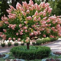 Šluotelinė hortenzija ant stiebo Pink Diamond® (lot. Hydrangea paniculata „Interhydia“) - 80 cm