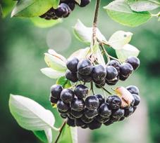 Juodavaisė Aronija (lot. Aronia melanocarpa)