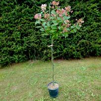 Šluotelinė hortenzija ant stiebo Early Sensation® (lot. Hydrangea paniculata „Bulk“) - 50 cm