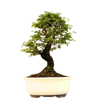 Japoniška Guoba (Cork bark Ulmus Parvifolija)  P18