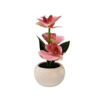 Dekoratyvinis augalas vazonėlyje – Orchidėja su LED