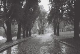 Nespalvota fotojuosta LomoChrome B and W Earl Grey  ISO 100/135/36 (3 vnt.) (Lomography Earl Grey 100/36 B and W  Film - 3 pack)