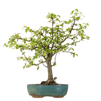 Obelis - Malus Bonsai - Crabapple P22