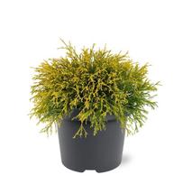 Lauko augalas puskiparisis, Ø 19, 30 cm, lot. Chamaecyparis pis. Filifera Aurea