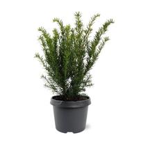Lauko augalas kukmedis, Ø 19, 30 cm, lot. Taxus media Farmen