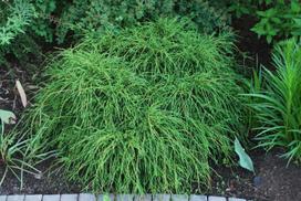 Lauko augalas puskiparisis, Ø 19, 30 cm, lot. Chamaecyparis pis. Filifera Nana