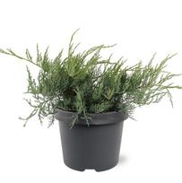 Lauko augalas virgininis kadagys, Ø 19, 30 cm, lot. Juniperus virginiana Grey Owl