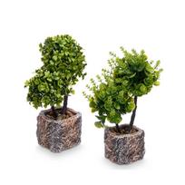 Dekoratyvinis augalas su vazonu IBERGARDEN Bonsai 9x9x27cm Mix