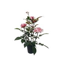 Dirbtinė rožė vazonėlyje ŽYDINTI ROŽĖ 35 cm (rožinė)