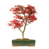 Acer Palmatum Deshojo Bonsai P26