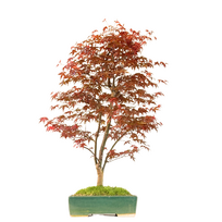 Acer Palmatum Deshojo Bonsai P25