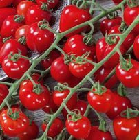 Vyšninio pomidoro daigas RED CHERRY