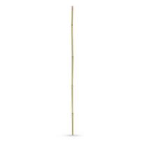 Bambukinis kuoliukas augalams BAMBUKAS 3243 (120 cm, 14-16 mm)