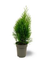 Lauko augalas tuja, auginta vazone, Ø 13, 40 - 50 cm, lot. Thuja Smaragd