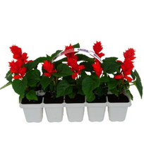 Šalavijo daigai pakuotėje, 10 vnt., lot. SALVIA