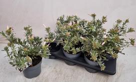 Dekoratyvinis krūmas, sidabrakrūmis, vazonėlio skersmuo 19 cm.