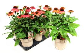 Lauko augalas ežiuolė, daugiametis, Ø 15, 25 cm, lot. Echinacea