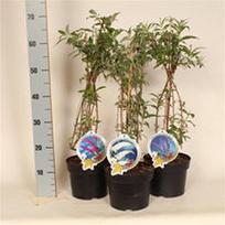 Lauko augalas Budlėja, daugiametis, Ø 19, 55 cm, lot. Buddleja mix