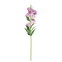 Dekoratyvinė gėlė 4LIVING 643664 Katilėlis violetinė