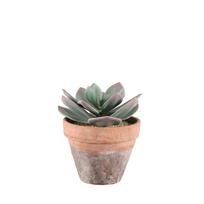 Dekoratyvinis augalas 4LIVING 602938 Sukulentas moliniame vazone