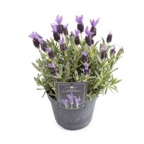 Lauko augalas levanda, daugiametis, Ø 15, 30 cm, lot. Lavandula sto. Anouk