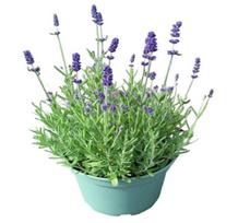 Lauko augalas levanda, daugiametis, Ø 26, 55 cm, lot. Lavandula ang. Hidcote