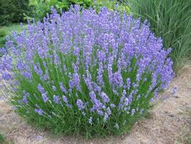 Lauko augalas levanda, daugiametis, Ø 23, 50 cm, lot. Lavandula ang. Hidcote