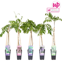 Lauko augalas visterija, Ø 15, 40 - 55 cm, lot. WISTERIA BLUE MOON