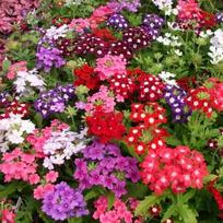 Lauko augalas verbena, Ø 13, 20 cm, lot. Verbena tricolor