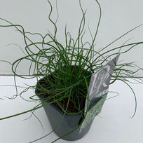 Lauko augalas vikšris, Ø 17, 30 cm, lot. Juncus Spiralis