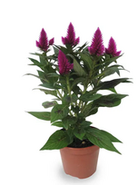 Lauko augalas celiozija, Ø 12 , 32 cm, lot. Celosia Hot Topic