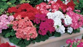 Lauko augalas pelargonija, Ø 12, 35 cm, lot. PELARGONIUM