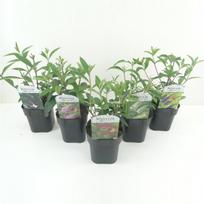 Lauko augalas budlėja, daugiametis, Ø 17, 45 cm, lot. Buddleja davidii mix