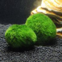 KARŠTA! 3-4 cm Marimo samanų rutuliukai Gyvas akvariumo augalas Dumbliai Žuvų krevečių rezervuaro ornamentas Imitacija Žali samanų rutuliukai Dirbtinis augalas