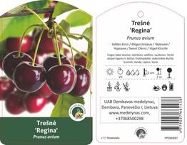 Vaismedis, trešnė "Regina" (Prunus avium)