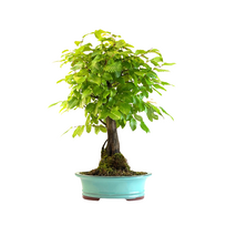 Skroblas Bonsai (Carpinus) P30 KLE1