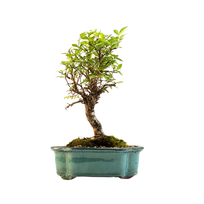 Japoniška Guoba (Cork bark Ulmus Parvifolija)  P15 GO4