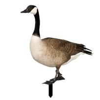 Duck Decor Realistic Life-like Ornamental Double-sided Printing Rustic Acrylic Garden Poultry Statue for Yard G