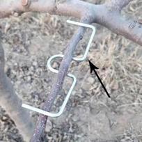 10x Tree Branch Puller Plant Bender Fruit Spreaders for Garden