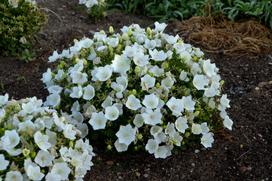 Gėlė katilėlis White, 25 cm, ø13 cm